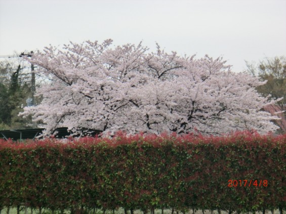 埼玉県の霊園 西上尾メモリアルガーデンから見える桜 満開 002-