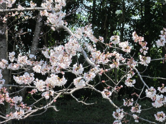 201704 桶川霊園 桜 002