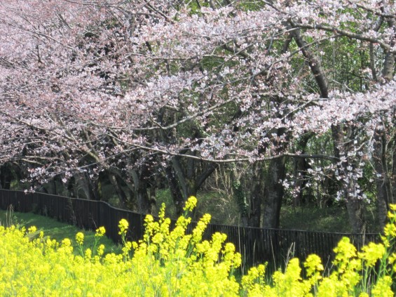 201704 桶川霊園 桜 菜の花 003