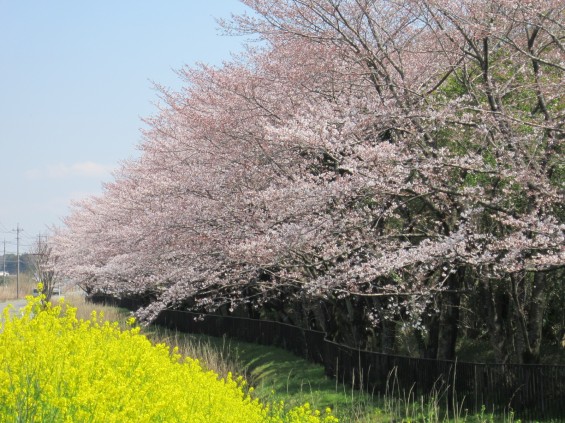 201704 桶川霊園 桜 菜の花 004