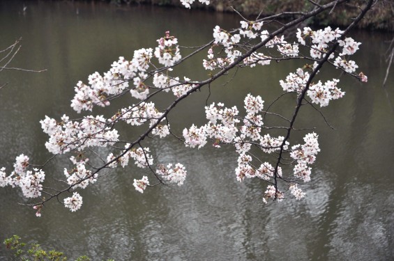 2017年4月 埼玉県東松山市の霊園 昭和浄苑の桜が満開でしたDSC_1159