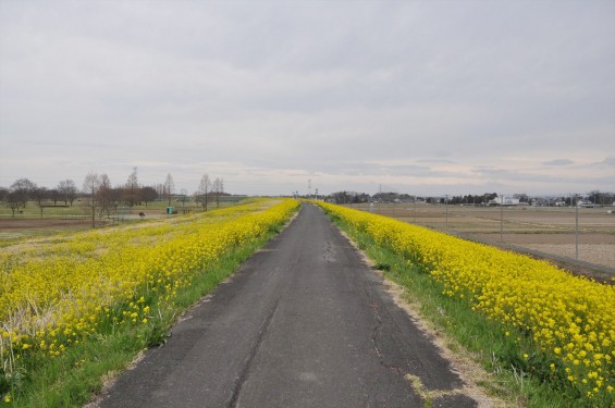2017年4月 埼玉県吉見町 辺り一面のいっぱい咲いた菜の花 黄色い道 左右の菜の花 アブラナ 綺麗な土手堤DSC_1262
