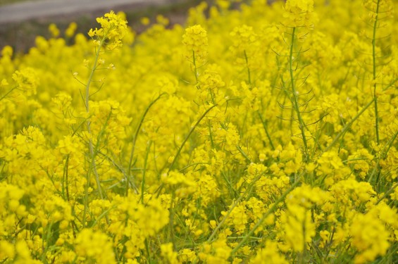2017年4月 埼玉県吉見町 辺り一面のいっぱい咲いた菜の花 黄色い道 左右の菜の花 アブラナ 綺麗な土手堤DSC_1261