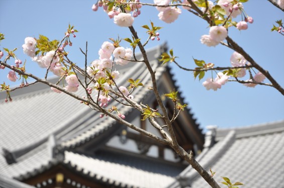 2017年4月12日 埼玉県の寺院 楞厳寺の桜 八重桜DSC_1381