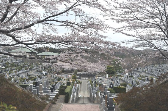 2017年4月 埼玉県東松山市の霊園 昭和浄苑の桜が満開でしたDSC_1227