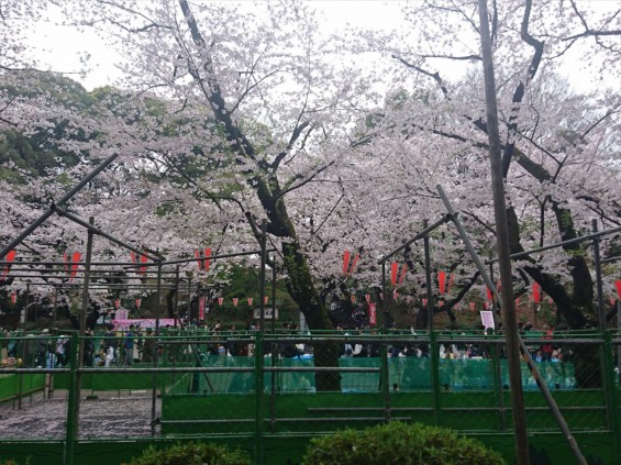 2017年4月8日 東京都立上野恩賜公園 花見 桜 満開 雨の花見17-04-08-16-12-22-808_photo