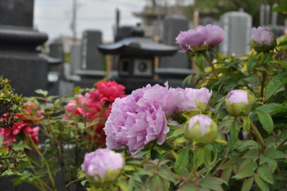 2017年4月26日 埼玉県上尾市 楞厳寺の墓域入口にある牡丹 ボタン 花 大輪 大きい 赤 ピンクDSC_2287