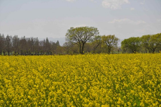 2017年4月25日 埼玉県鴻巣市 吉見町 好総合運動公園 一面の黄色い菜の花畑 ナノハナ 黄色いじゅうたん 絨毯 DSC_1781