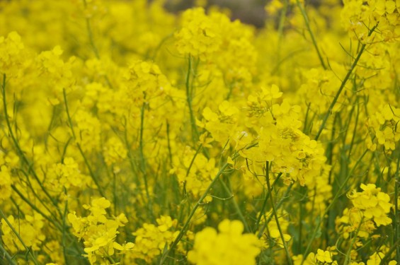 2017年4月 埼玉県吉見町 辺り一面のいっぱい咲いた菜の花 黄色い道 左右の菜の花 アブラナ 綺麗な土手堤DSC_1260