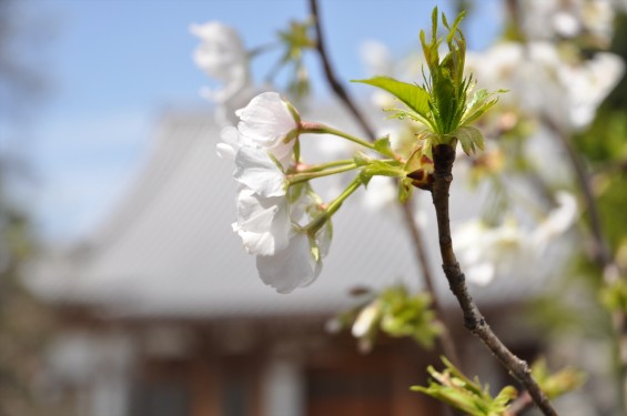 2017年4月12日 埼玉県の寺院 楞厳寺の桜 白い桜 DSC_1398