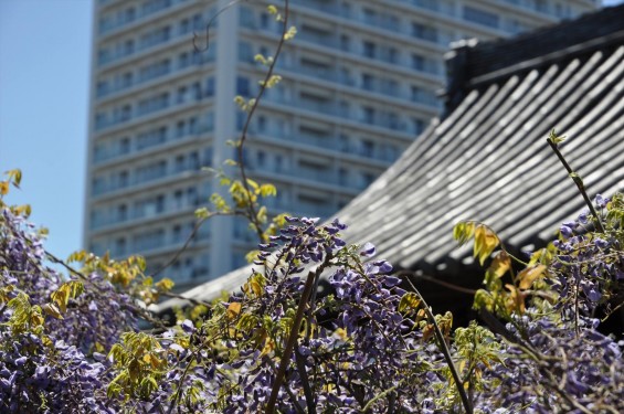 2017年4月27日 埼玉県上尾市の寺院 遍照院の藤 花 山門とタワーマンション 高層ビル 新旧 DSC_2175