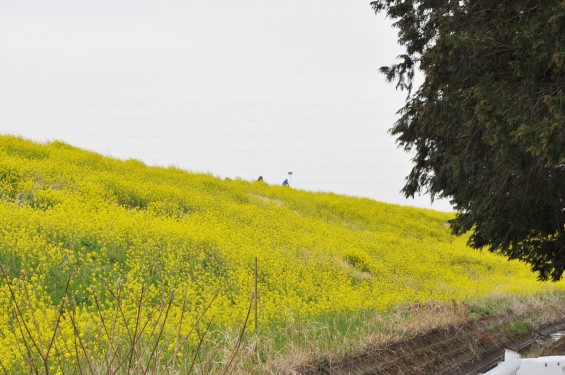 2017年4月 埼玉県吉見町 辺り一面のいっぱい咲いた菜の花 黄色い道 左右の菜の花 アブラナ 綺麗な土手堤DSC_1256