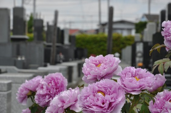 2017年4月26日 埼玉県上尾市 楞厳寺の墓域入口にある牡丹 ボタン 花 大輪 大きい 赤 ピンクDSC_2302