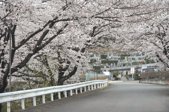 2017年4月 埼玉県東松山市の霊園 昭和浄苑の桜が満開でしたDSC_1158
