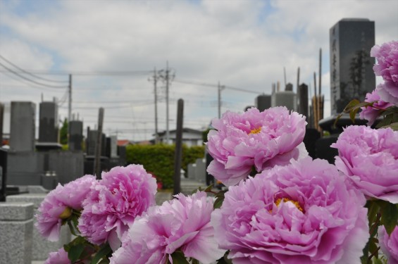 2017年4月26日 埼玉県上尾市 楞厳寺の墓域入口にある牡丹 ボタン 花 大輪 大きい 赤 ピンクDSC_2278