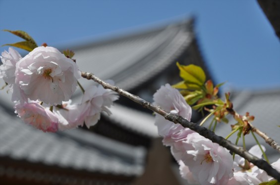 2017年4月12日 埼玉県の寺院 楞厳寺の桜 八重桜DSC_1389