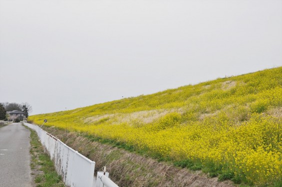 2017年4月 埼玉県吉見町 辺り一面のいっぱい咲いた菜の花 黄色い道 左右の菜の花 アブラナ 綺麗な土手堤DSC_1257