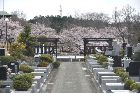 2017年4月 埼玉県東松山市の霊園 昭和浄苑の桜が満開でしたDSC_1180