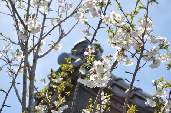 2017年4月12日 埼玉県の寺院 楞厳寺の桜 白い桜DSC_1390