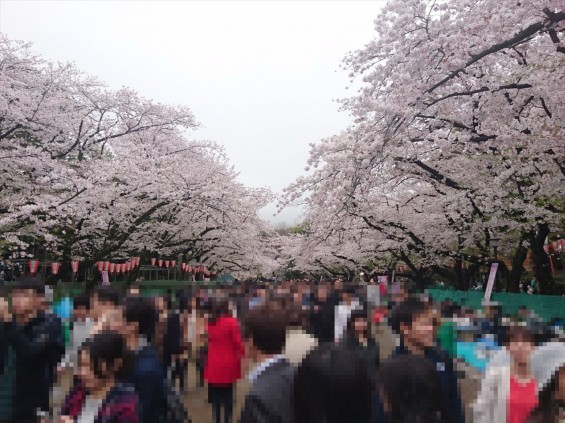 2017年4月8日 東京都立上野恩賜公園 花見 桜 満開 雨の花見17-04-08-16-32-23-992_photo