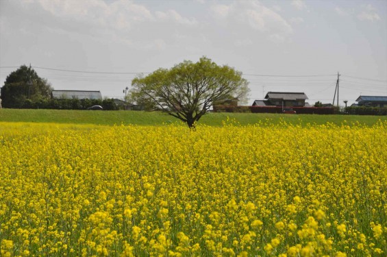 2017年4月25日 埼玉県鴻巣市 吉見町 好総合運動公園 一面の黄色い菜の花畑 ナノハナ 黄色いじゅうたん 絨毯 DSC_1783