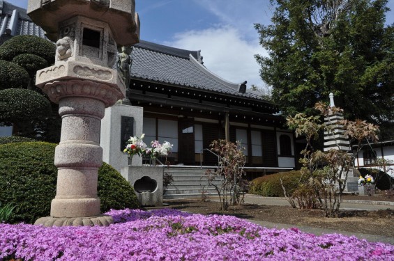 2017年4月12日 埼玉県上尾市の寺院少林寺 芝桜 ピンク DSC_1435