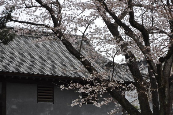 2017年4月 埼玉県熊谷市  幕末の志士 根岸友山 根岸家長屋門 満開の桜DSC_1254