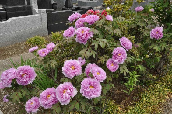 2017年4月26日 埼玉県上尾市 楞厳寺の墓域入口にある牡丹 ボタン 花 大輪 大きい 赤 ピンクDSC_2294