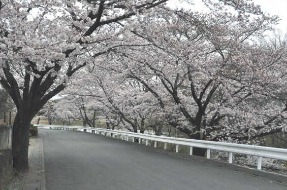 2017年4月 埼玉県東松山市の霊園 昭和浄苑の桜が満開でしたDSC_1231