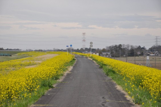 2017年4月 埼玉県吉見町 辺り一面のいっぱい咲いた菜の花 黄色い道 左右の菜の花 アブラナ 綺麗な土手堤DSC_1263