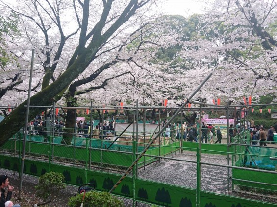 2017年4月8日 東京都立上野恩賜公園 花見 桜 満開 雨の花見17-04-08-16-12-33-472_photo