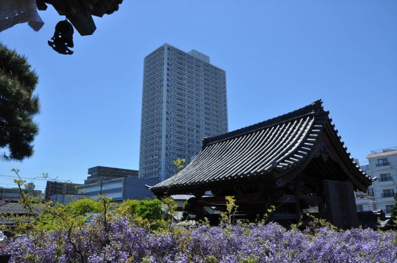 2017年4月27日 埼玉県上尾市の寺院 遍照院の藤 花 山門とタワーマンション 高層ビル 新旧 DSC_2174