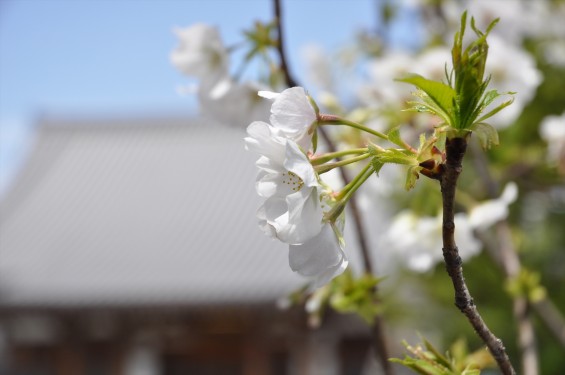 2017年4月12日 埼玉県の寺院 楞厳寺の桜 白い桜 DSC_1400