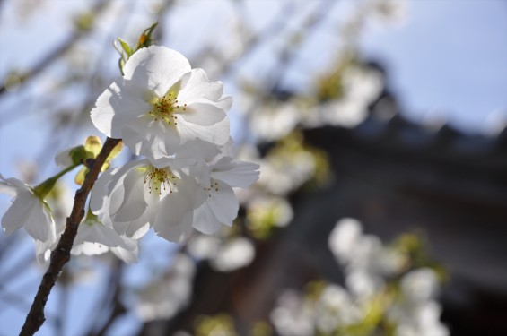 2017年4月12日 埼玉県の寺院 楞厳寺の桜 白い桜 DSC_1393