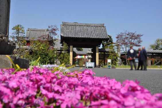 2017年4月14日 上尾市仏教会顧問会総会 今年の会場は遍照院でした 境内の様子 赤い芝桜 DSC_1570