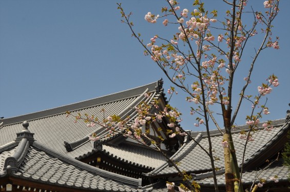 2017年4月12日 埼玉県の寺院 楞厳寺の桜 八重桜DSC_1403