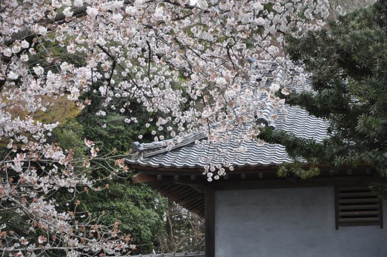 2017年4月 埼玉県熊谷市  幕末の志士 根岸友山 根岸家長屋門 満開の桜DSC_1253