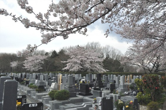 2017年4月 埼玉県東松山市の霊園 昭和浄苑の桜が満開でしたDSC_1214