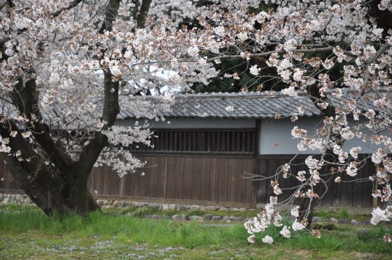 2017年4月 埼玉県熊谷市  幕末の志士 根岸友山 根岸家長屋門 満開の桜DSC_1255