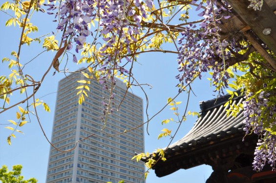 2017年4月27日 埼玉県上尾市の寺院 遍照院の藤 花 山門とタワーマンション 高層ビル 新旧 DSC_2177