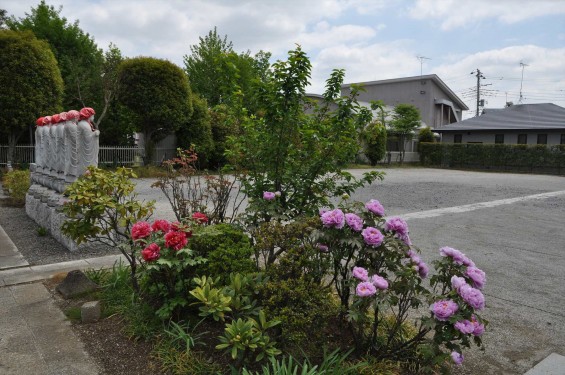 2017年4月26日 埼玉県上尾市 楞厳寺の墓域入口にある牡丹 ボタン 花 大輪 大きい 赤 ピンクDSC_2296