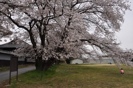 2017年4月 埼玉県熊谷市  幕末の志士 根岸友山 根岸家長屋門 満開の桜DSC_1238