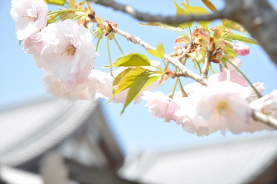 2017年4月12日 埼玉県の寺院 楞厳寺の桜 八重桜DSC_1383