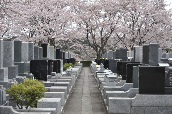 2017年4月 埼玉県東松山市の霊園 昭和浄苑の桜が満開でしたDSC_1205