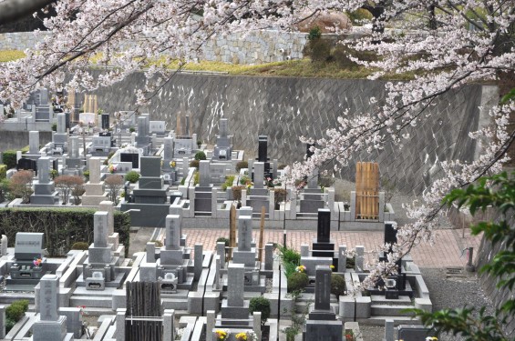 2017年4月 埼玉県東松山市の霊園 昭和浄苑の桜が満開でしたDSC_1230