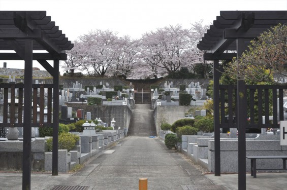 2017年4月 埼玉県東松山市の霊園 昭和浄苑の桜が満開でしたDSC_1165