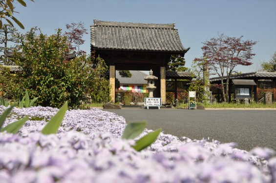 2017年4月14日 上尾市仏教会顧問会総会 今年の会場は遍照院でした 境内の様子 白い芝桜 DSC_1571