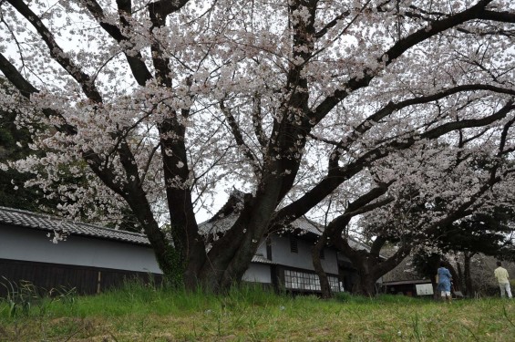 2017年4月 埼玉県熊谷市  幕末の志士 幕末の志士 根岸友山 根岸家長屋門 満開の桜DSC_1234