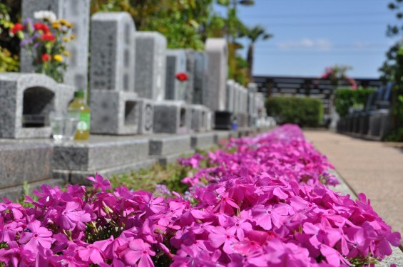 2017年4月19日鴻巣霊園 お墓 墓地 樹木葬 花壇 ガーデンDSC_1874