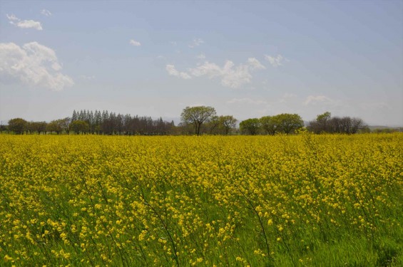 2017年4月25日 埼玉県鴻巣市 吉見町 好総合運動公園 一面の黄色い菜の花畑 ナノハナ 黄色いじゅうたん 絨毯 DSC_1780